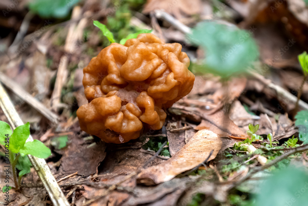 gyromitra mushroom grows on ground in spring forest gyromitra mushroom grows on ground in spring forest