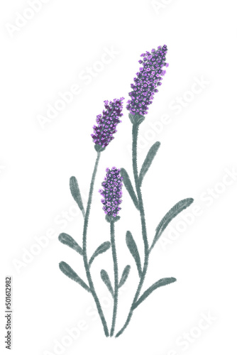 Lavender plant purpuple background white