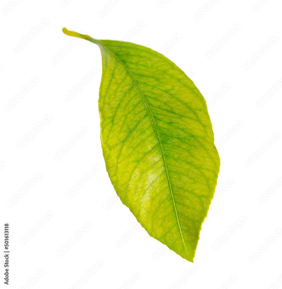 Fototapeta premium Lime green leaf closeup isolated on white background.