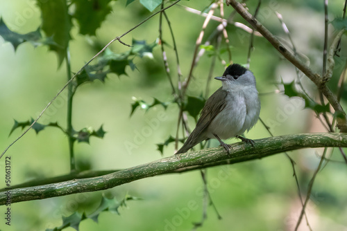 Male Eurasian blackcap (Sylvia atricapilla) perched in a tree in the forest. Spring nature scene with a cute European warbler species. 