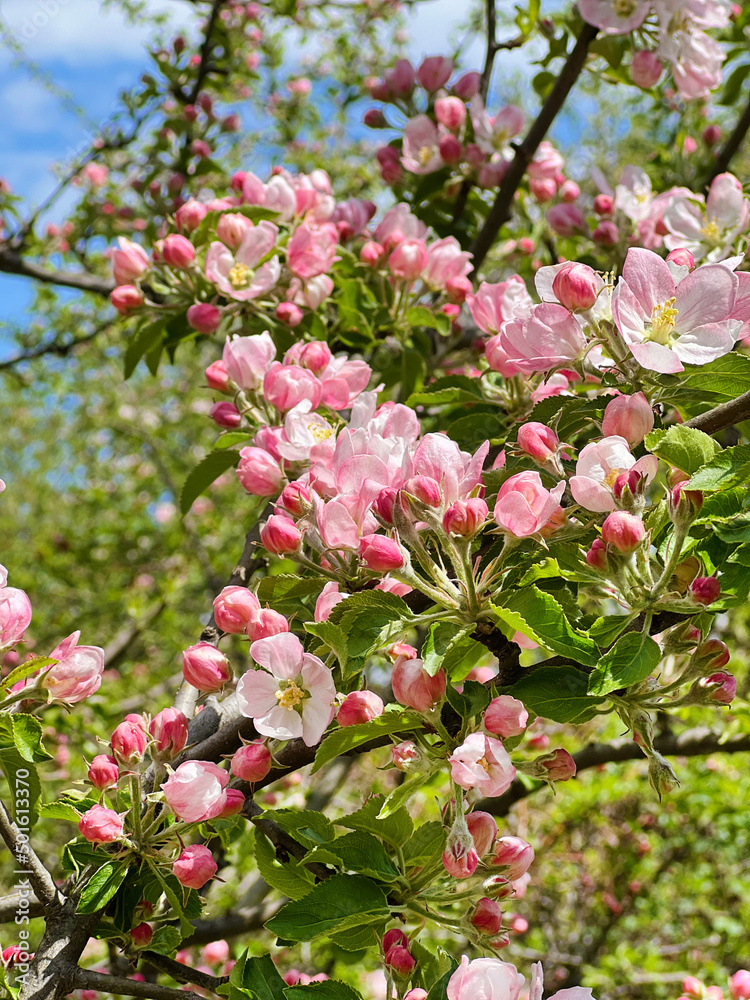 Close up of Spring Cherry Blooming Apple Tree Close up of Spring Cherry Blooming Apple Tree