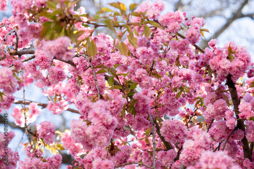 Blooming pink japanese sakura tree