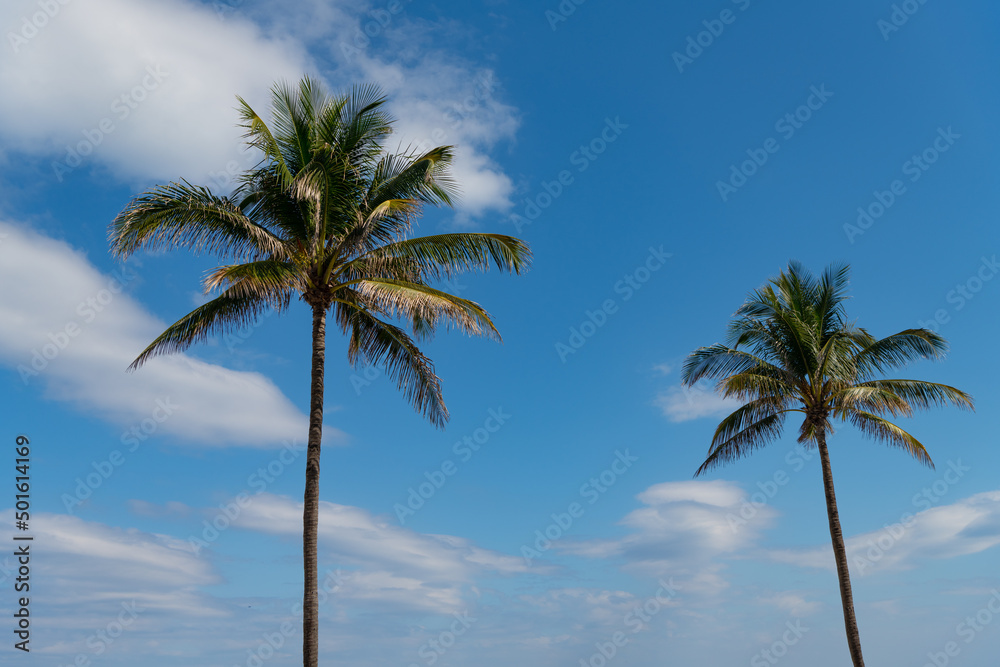 palm tree with green leaves on blue sky background. summer vacation