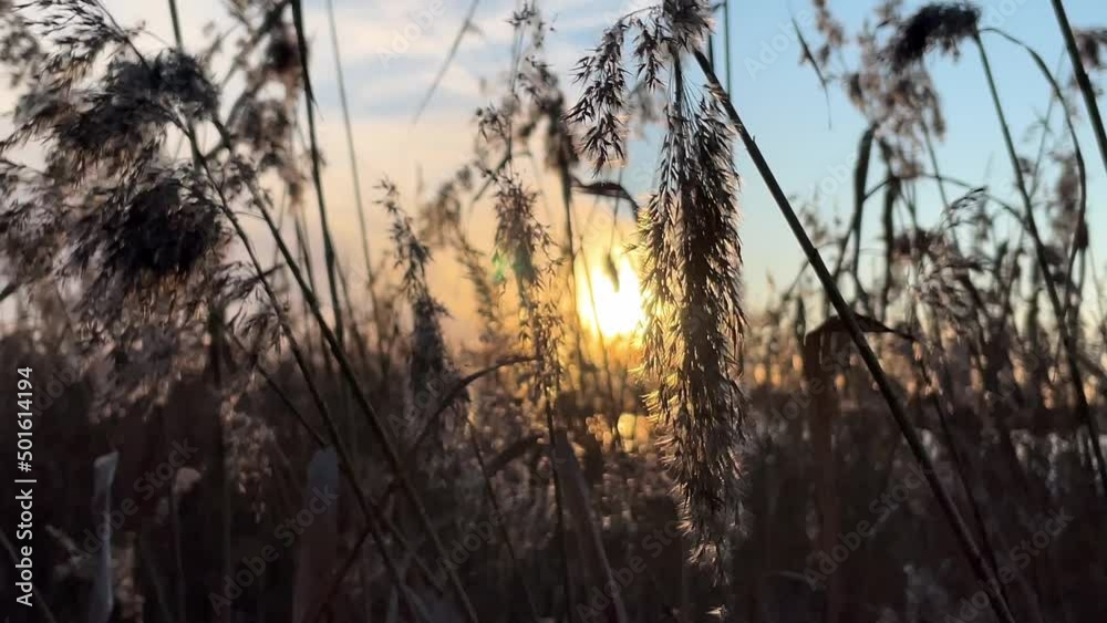 Silhouette of pampas grass swaying in the wind at sunset. Atmospheric mood, scenic nature background. Silhouette of pampas grass swaying in the wind at sunset. Atmospheric mood, scenic nature background.