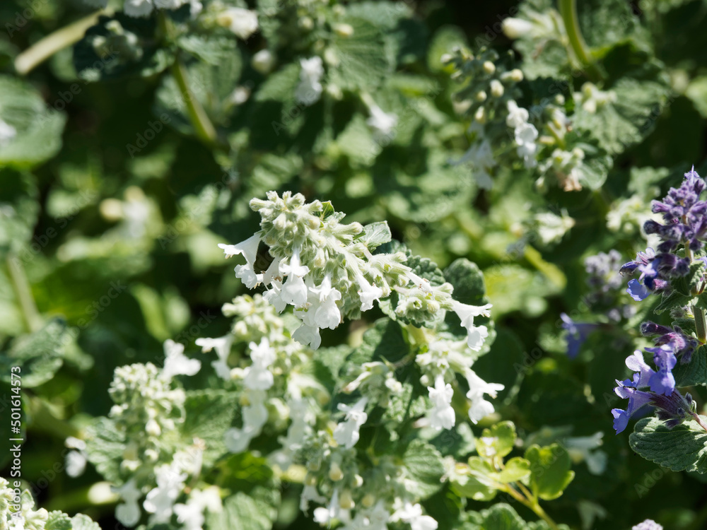 Catmin or Nepeta × faassenii, fine inflorescences and foliage. Delicate white and blue violet flowers on erect stems with frangrant veined gray-green foliage Catmin or Nepeta × faassenii, fine inflorescences and foliage. Delicate white and blue violet flowers on erect stems with frangrant veined gray-green foliage