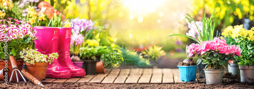 Garden flowers, plants and tools on a sunny background. Gardening concept