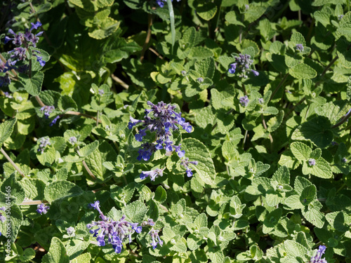 Catmin or Nepeta × faassenii, ornamental flowering shrub with vibrant blue to violet flowers and gray-green intensive fragrant foliage on square stems photo