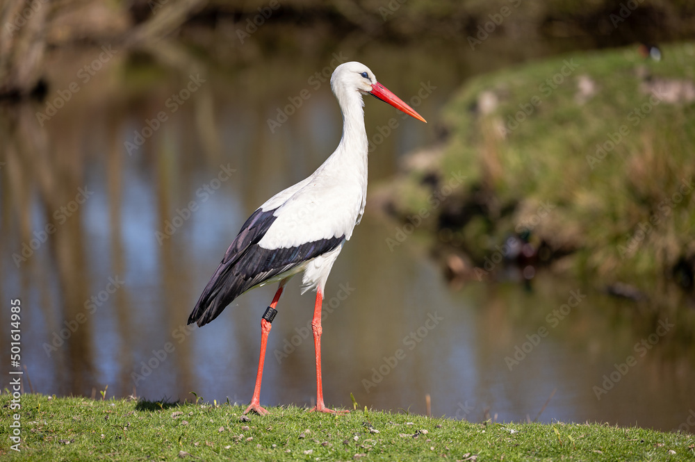 Storch