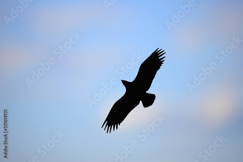 Dark silhouette of an eagle in the sky