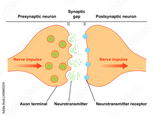 Scientific Designing of Synapse Structure. The Synaptic Transmission. Colorful Symbols. Vector Illustration.	