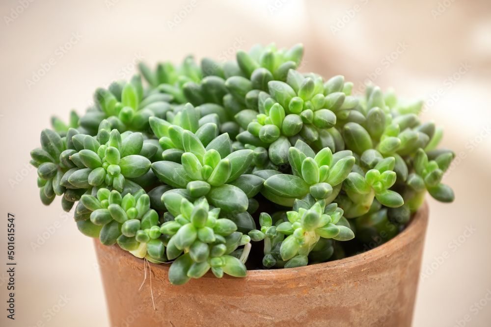 Pachyphytum compactum