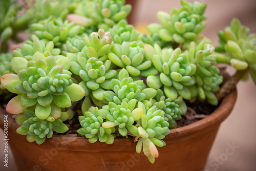 Sedum clavifolium photo