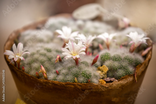 Cactus Rebutia albiflora photo
