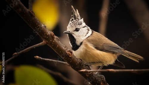  crested tit on a branch photo