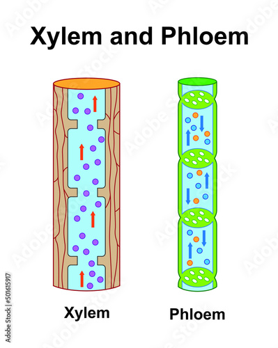 Scientific Designing Of Xylem And Phloem Scheme. Labeled Water, Nutrient And Mineral Transportation. Colorful Symbols. Vector Illustration. photo