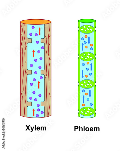 Scientific Designing Of Xylem And Phloem Scheme. Labeled Water, Nutrient And Mineral Transportation. Colorful Symbols. Vector Illustration. photo