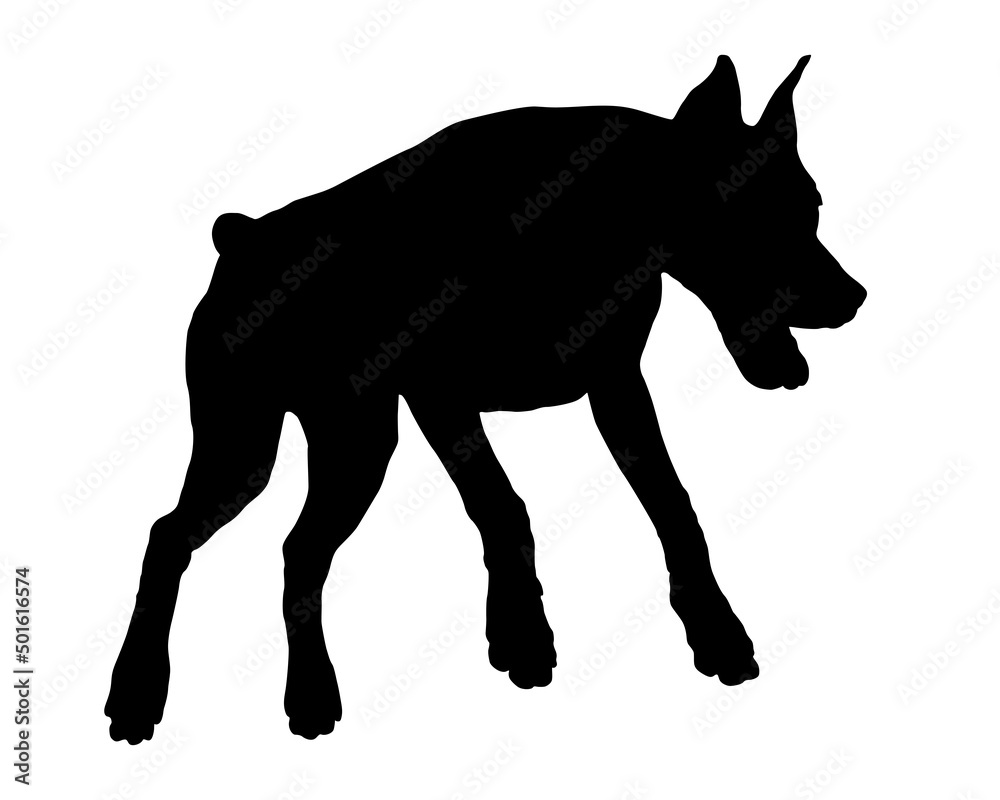Jumping doberman pinscher puppy. Black dog silhouette. Pet animals. Isolated on a white background. Jumping doberman pinscher puppy. Black dog silhouette. Pet animals. Isolated on a white background.