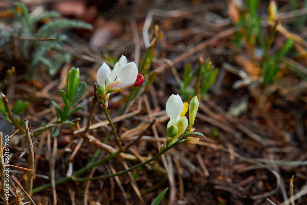 Polygala chamaebuxus in natural environment (shrubby milkwort). White and yellow flowers of blooming plant