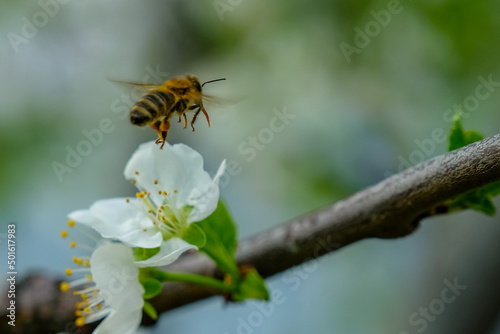 bee on a flower © Serg1999_ko