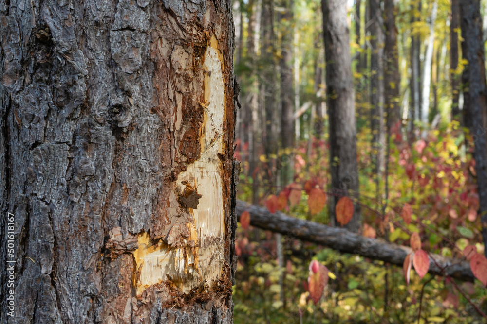 Damaged pine trunk. Pine with damaged bark and protruding resin Damaged pine trunk. Pine with damaged bark and protruding resin