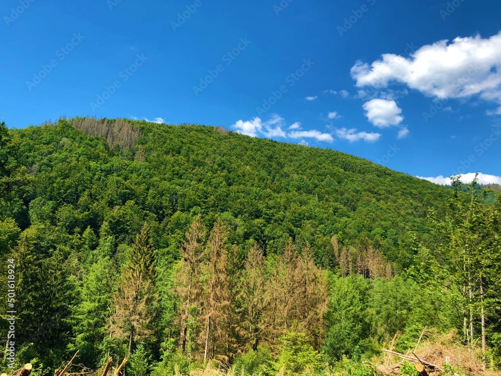 landscape with trees