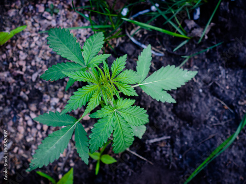 young cannabis plant grows from moist ground. hemp sprout.