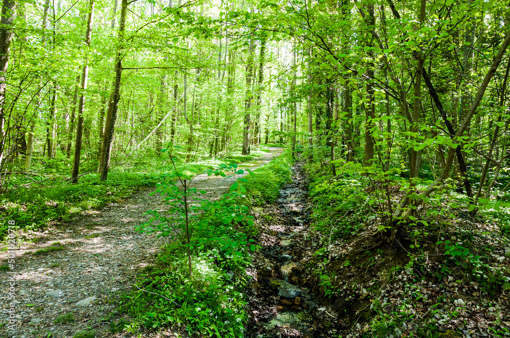 Obraz premium Meisterschwanden, Wald, Waldweg, Wanderweg, Hallwilersee, See, Seeufer, Seeuferweg, Naturschutzgebiet, Schifffahrt, Aargau, Frühling, Sommer, Schweiz