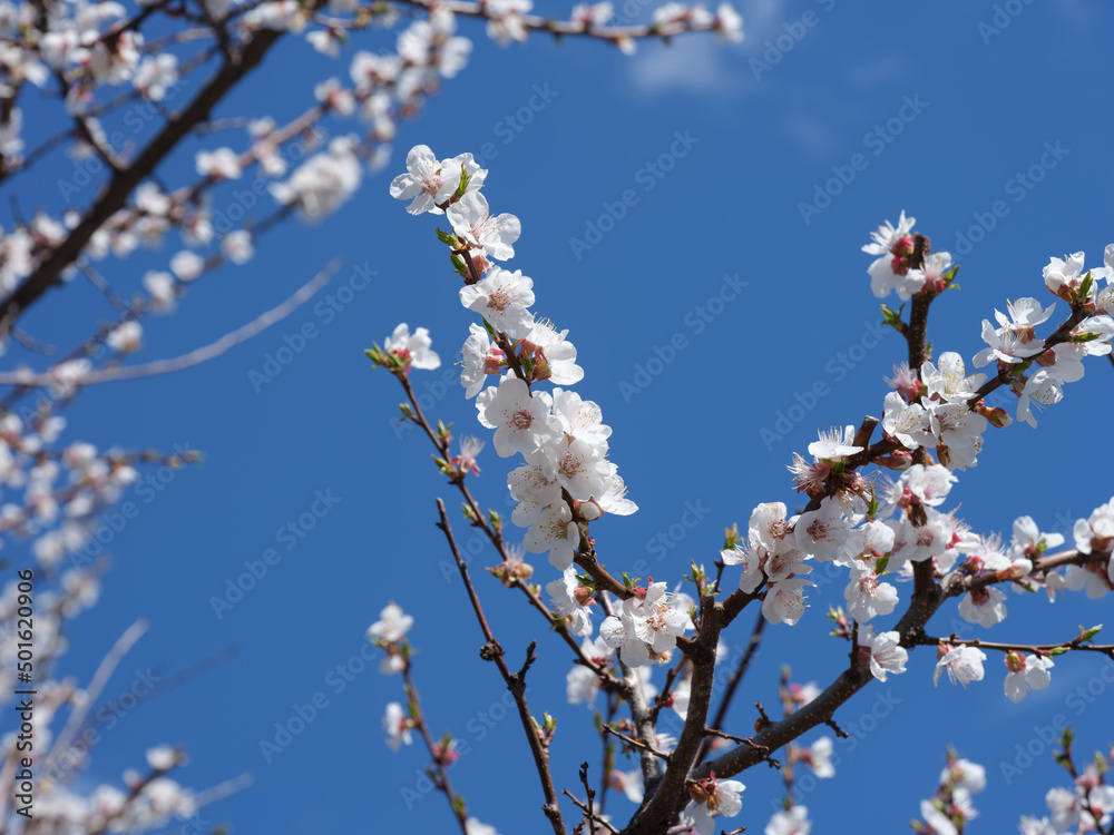 An apricot tree canopy with many branches that have apricot tree blossoms on them An apricot tree canopy with many branches that have apricot tree blossoms on them