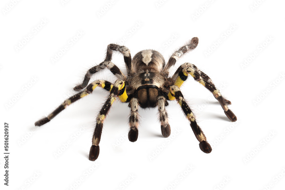 Poecilotheria regalis tarantula isolated on white background, regalis tarantula closeup on white background