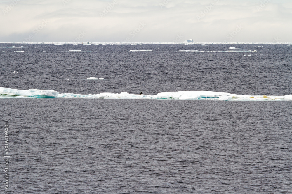 Obraz premium Antarctica - Non-Tabular Iceberg
