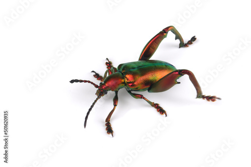 A frog leg beetle (Sagra sp) on white background, frog leg beetle (Sagra sp) closeup
