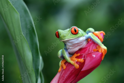 Red-eyed tree frog sitting on green leaves, red-eyed tree frog (Agalychnis callidryas) closeup on flower