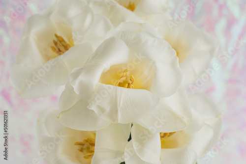 Disco tulips - Bouquet of white tulips on a pastel rose background