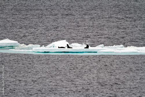 Antarctica - Seals On An Iceberg photo