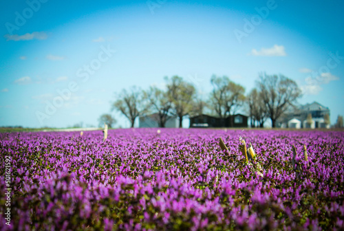 Purple fields forever