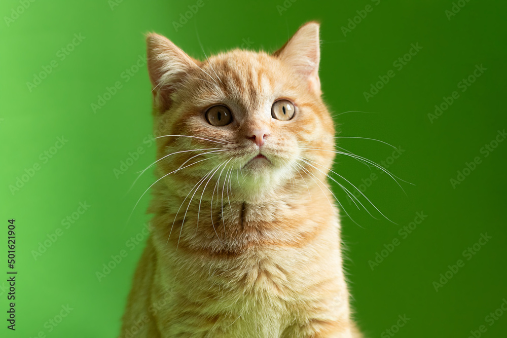 Ginger cat on green background,closeup portrait.