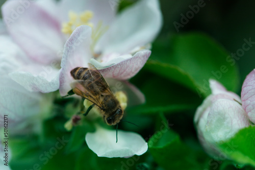 Bee picking pollen from apple flower.Bee on apple blossom.Honeybee collecting pollen at a pink flower blossom