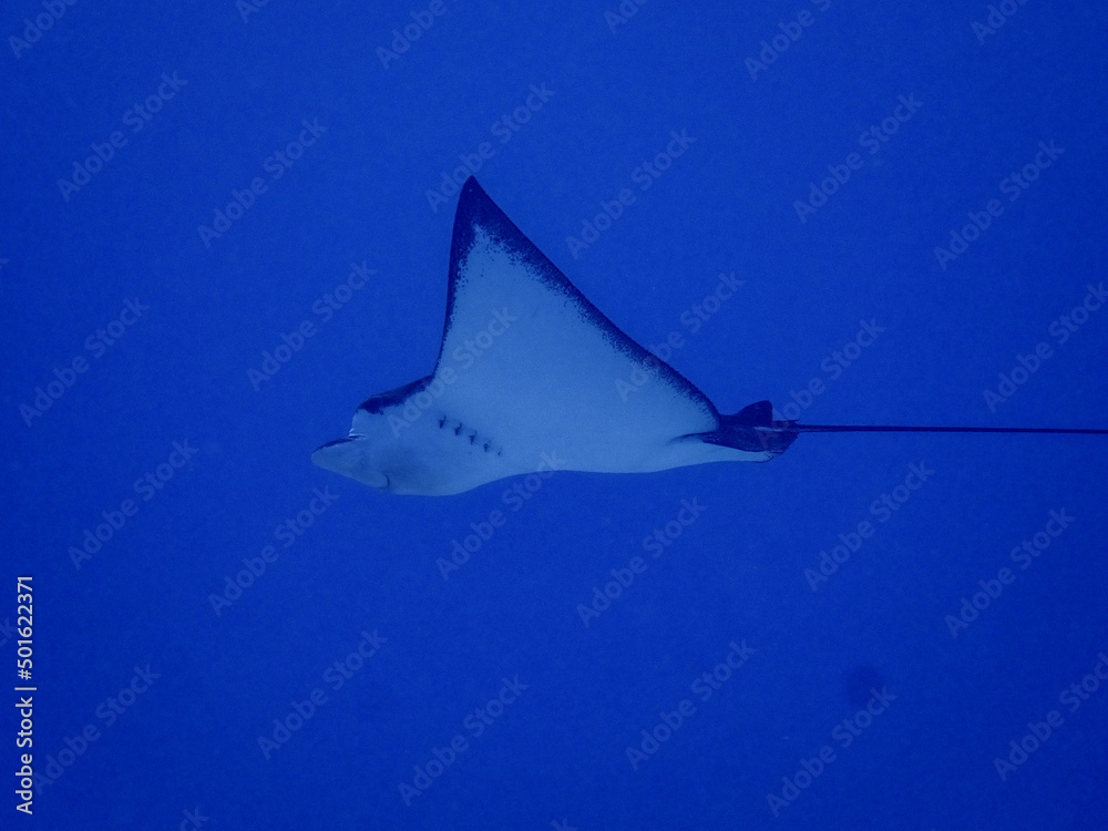 Fototapeta premium Ray in underwater sea in Saipan