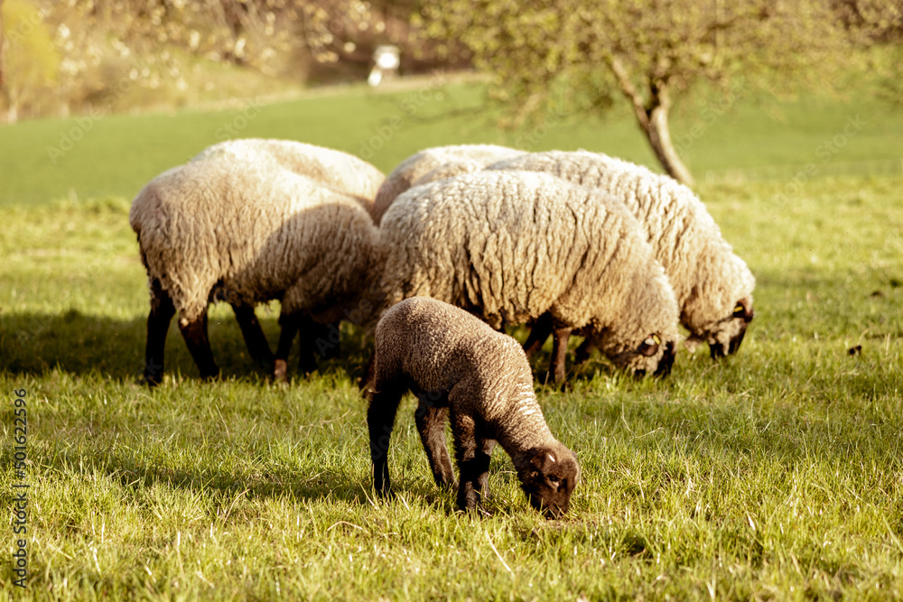 Flock of sheep on field. Sheep and lamb on the meadow eating grass in the herd. Farming outdoor. Beautiful landscape. Animals of farm. Sunny evening, amazing weather. Flock of sheep on field. Sheep and lamb on the meadow eating grass in the herd. Farming outdoor. Beautiful landscape. Animals of farm. Sunny evening, amazing weather.