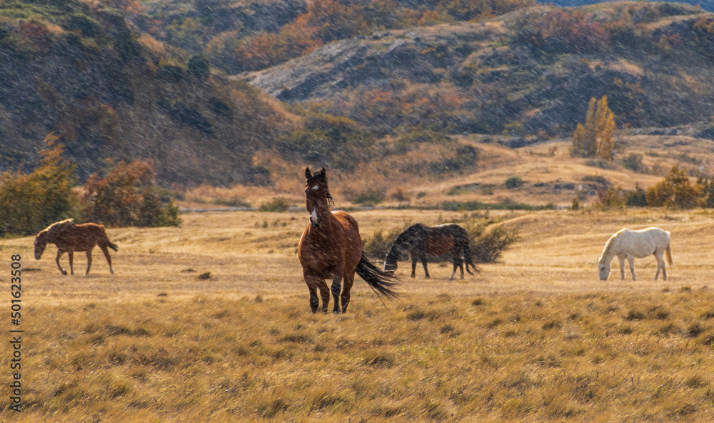 baguales patagónico, caballos salvajes entre cerros  y colinas otoñales bajo la lluvia  - obrazy, fototapety, plakaty 