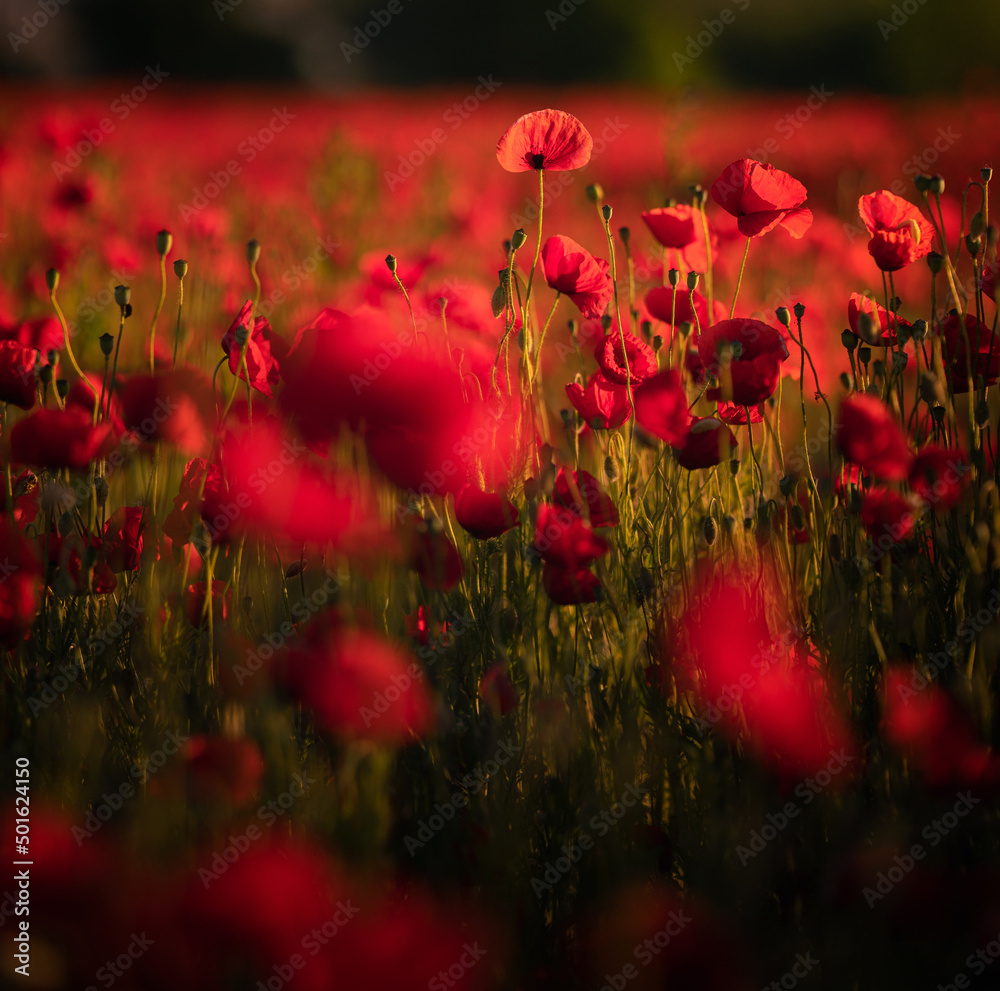 Obraz premium Wonderful poppy flowers in the field in spring