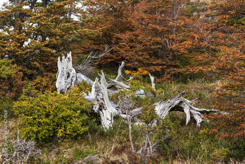 árbol caído entre bosque patagónico de color blanco, con forma de dragón o bestia mítica sobrenatural, restos de árbol caido 