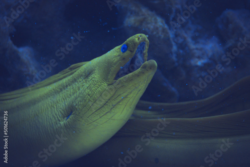 Moray eels, or Muraenidae are a family of eels off the coast of the island of Sulawesi photo