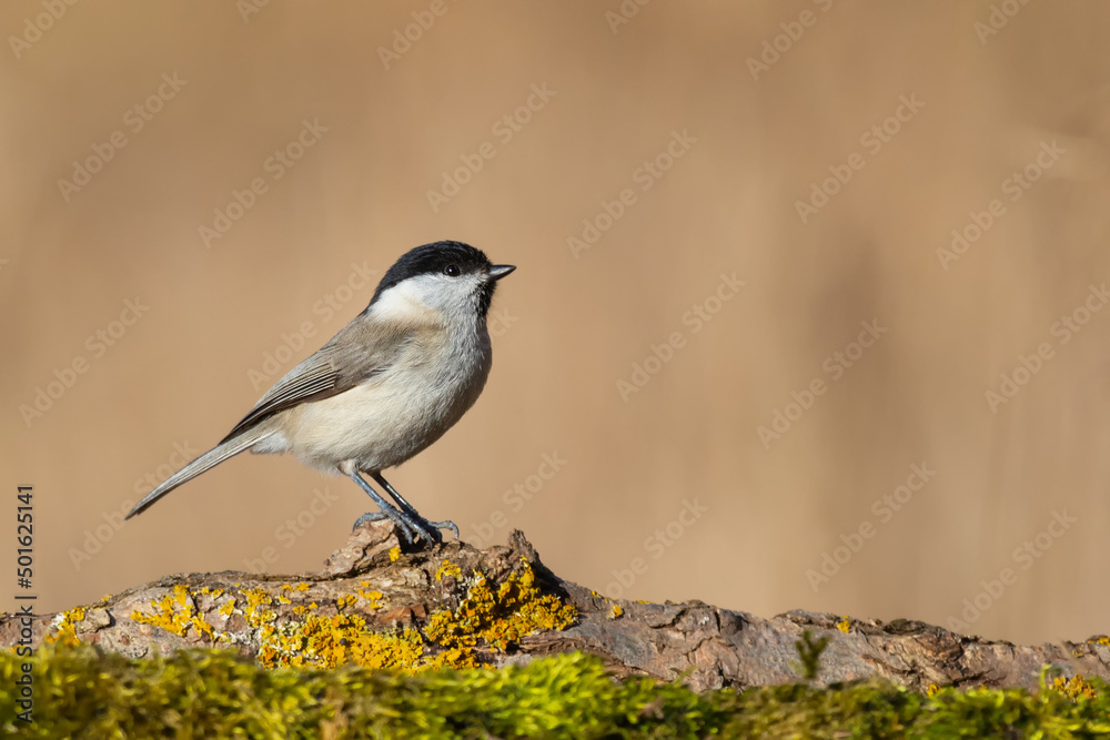 Fototapeta premium Marsh tit (Poecile palustris)