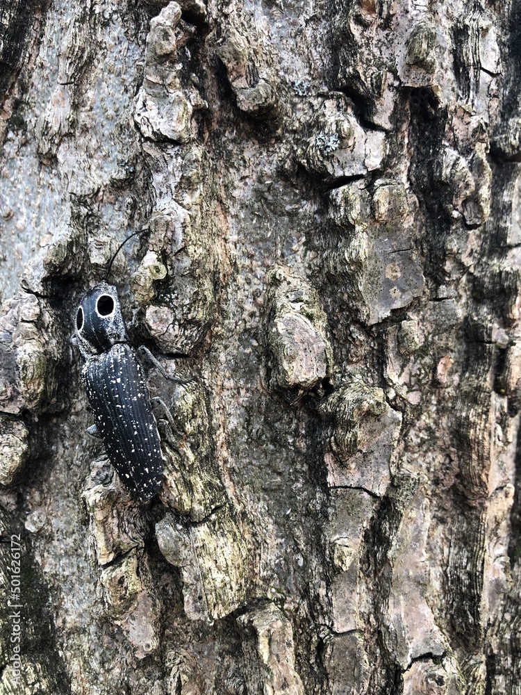 Obraz premium bark of a tree