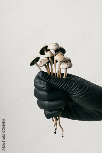 Panaeolus cyanescens tropicalis is a mushroom psilocybin mushrooms photo