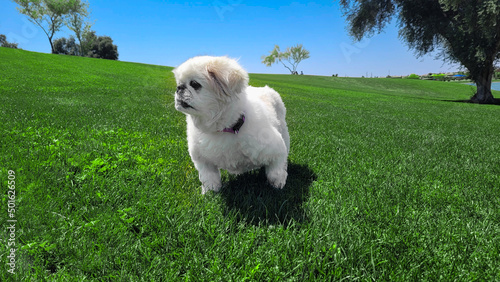 Senior all-white Pekingese dog enjoying a summer day on green grass at a public park.