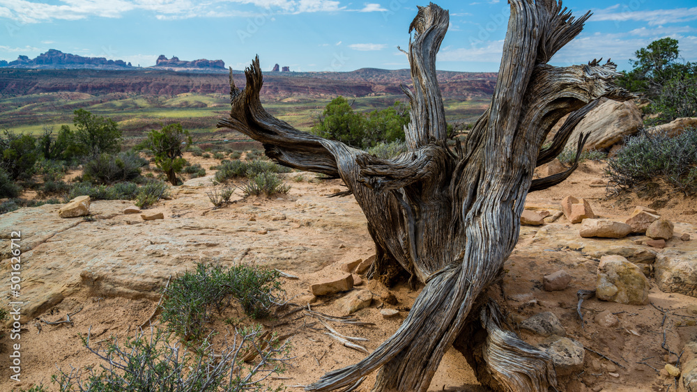 Dead tree, Arches, Utah