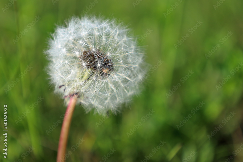 Obraz premium dandelion on green background