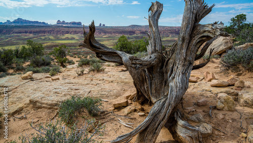 Dead tree  Arches  Utah